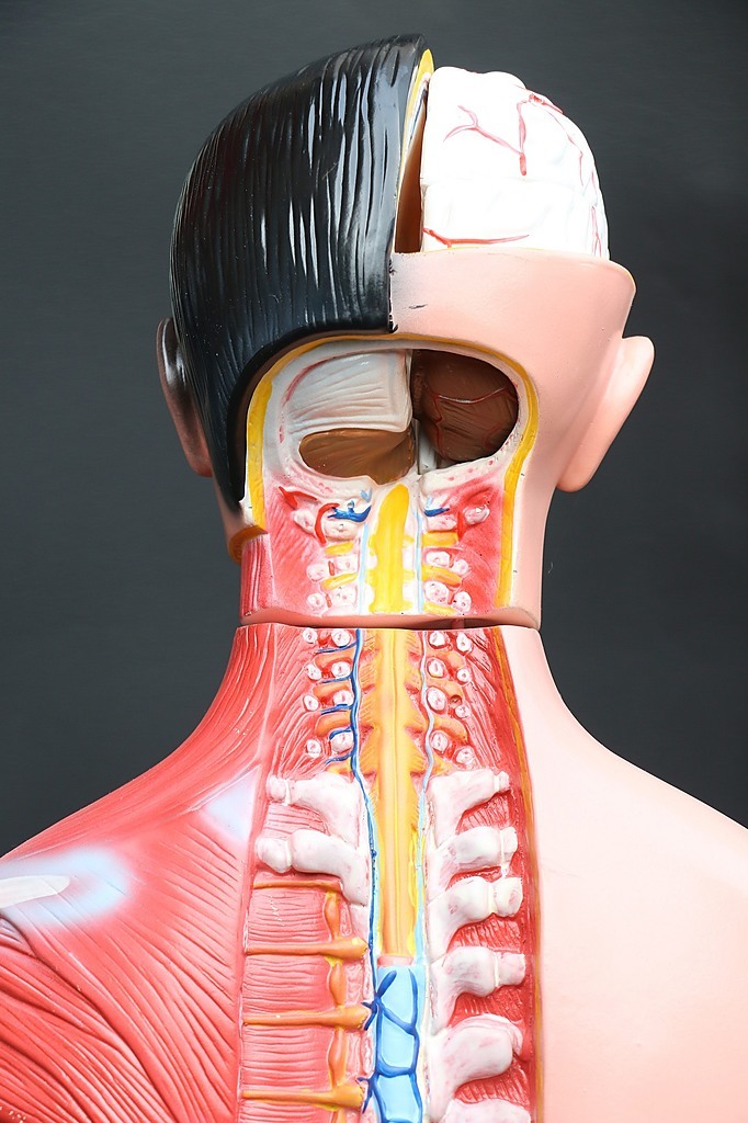 Human 80cm Unisex Torso Anatomical Model Skeleton Life Size Educational