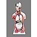 Human 80cm Unisex Torso Anatomical Model Skeleton Life Size