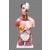 Human 80cm Unisex Torso Anatomical Model Skeleton Life Size