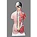 Human 80cm Unisex Torso Anatomical Model Skeleton Life Size