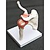 Life Size Shoulder Joint Anatomical Model Skeleton