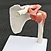 Life Size Shoulder Joint Anatomical Model Skeleton