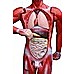 Human Anatomical Muscular Model Muscle System