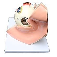 Anatomical Human Eye with Orbit Model Giant Segmented