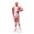 Human Anatomical Muscular Model Muscle System