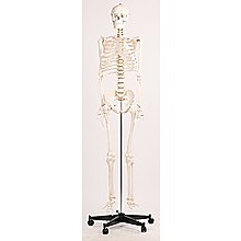Human Skeleton Anatomical Model 180cm