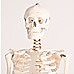 Human Skeleton Anatomical Model 180cm