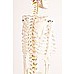 Human Skeleton Anatomical Model 180cm