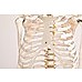 Human Skeleton Anatomical Model 180cm